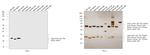 Rat Kappa Light Chain Secondary Antibody in Western Blot (WB)