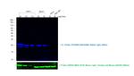 Rabbit IgG (H+L) Secondary Antibody in Western Blot (WB)