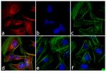 Rabbit IgG (H+L) Secondary Antibody in Immunocytochemistry (ICC/IF)