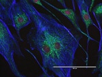 Mouse IgG (H+L) Highly Cross-Adsorbed Secondary Antibody in Immunocytochemistry (ICC/IF)