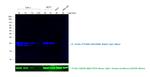 Rabbit IgG (H+L) Secondary Antibody in Western Blot (WB)