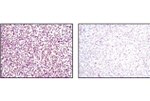 p35 Antibody in Immunohistochemistry (Paraffin) (IHC (P))