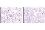 ALOX5 Antibody in Immunohistochemistry (Paraffin) (IHC (P))