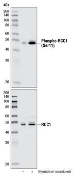 Phospho-RCC1 (Ser11) Antibody in Western Blot (WB)