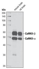 CaMKII alpha Antibody in Western Blot (WB)