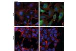 TRAF1 Antibody in Immunocytochemistry (ICC/IF)