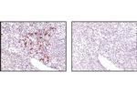 TRAF1 Antibody in Immunohistochemistry (Paraffin) (IHC (P))