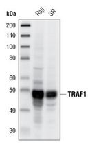 TRAF1 Antibody in Western Blot (WB)