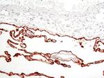 RAGE Antibody in Immunohistochemistry (Paraffin) (IHC (P))