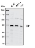 RIP1 Antibody in Western Blot (WB)