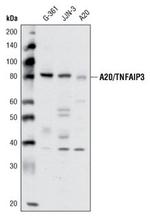 A20 Antibody in Western Blot (WB)