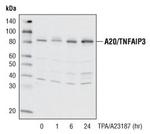 A20 Antibody in Western Blot (WB)