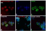 Human IgG Fc Cross-Adsorbed Secondary Antibody in Immunocytochemistry (ICC/IF)