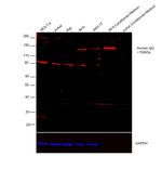 Human IgG Fc Cross-Adsorbed Secondary Antibody in Western Blot (WB)