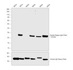 Human Kappa Light Chain Secondary Antibody in Western Blot (WB)