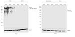 Human Kappa Light Chain Secondary Antibody