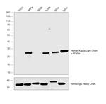 Human Kappa Light Chain Cross-Adsorbed Secondary Antibody