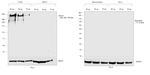 Human Kappa Light Chain Cross-Adsorbed Secondary Antibody in Western Blot (WB)