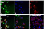 Human IgM (Heavy chain) Secondary Antibody in Immunocytochemistry (ICC/IF)