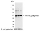 HSV Tag Antibody in Western Blot (WB)