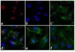 Rabbit IgG (H+L) Cross-Adsorbed Secondary Antibody in Immunocytochemistry (ICC/IF)