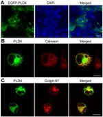 Golgin-97 Antibody in Immunocytochemistry (ICC/IF)