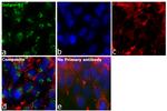 Golgin-97 Antibody in Immunocytochemistry (ICC/IF)