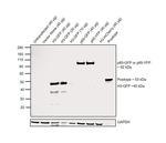 GFP Antibody in Western Blot (WB)