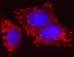 EHHADH Antibody in Immunocytochemistry (ICC/IF)