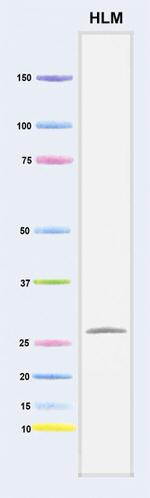 DCXR Antibody in Western Blot (WB)