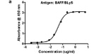 Mouse IgG (H+L) Secondary Antibody in ELISA (ELISA)