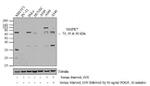 Rabbit IgG (Heavy chain) Secondary Antibody in Western Blot (WB)