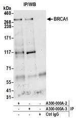 BRCA1 Antibody in Immunoprecipitation (IP)