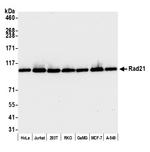 Rad21 Antibody in Western Blot (WB)