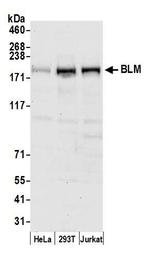 BLM Antibody in Western Blot (WB)