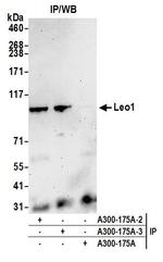 Leo1 Antibody in Immunoprecipitation (IP)