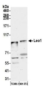 Leo1 Antibody in Western Blot (WB)
