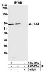 PLK1 Antibody in Immunoprecipitation (IP)
