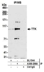 TTK Antibody in Immunoprecipitation (IP)