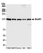 BubR1 Antibody in Western Blot (WB)