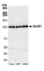 BubR1 Antibody in Western Blot (WB)