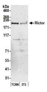 Rictor Antibody in Western Blot (WB)