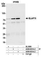 BLAP75 Antibody in Immunoprecipitation (IP)