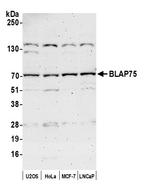 BLAP75 Antibody in Western Blot (WB)