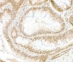 GAPDH Antibody in Immunohistochemistry (Paraffin) (IHC (P))