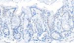 GAPDH Antibody in Immunohistochemistry (Paraffin) (IHC (P))