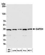 GAPDH Antibody in Western Blot (WB)