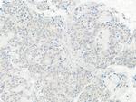 Tip41 Antibody in Immunohistochemistry (Paraffin) (IHC (P))