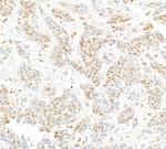 Cul4a Antibody in Immunohistochemistry (Paraffin) (IHC (P))