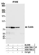 Cul4a Antibody in Immunoprecipitation (IP)